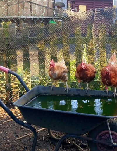 battery chicken rescue