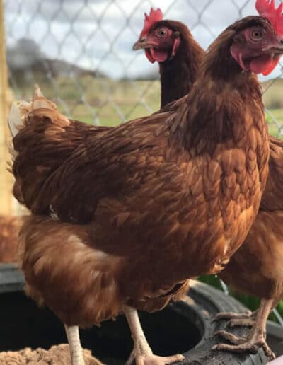 chicken adoption near me