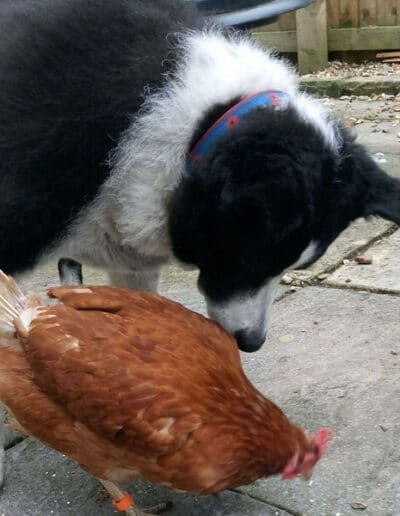 buy ex battery hens