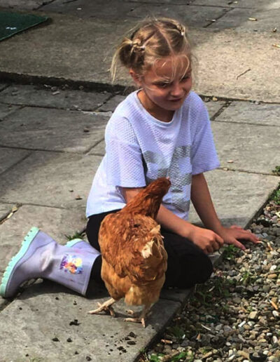 free battery hens