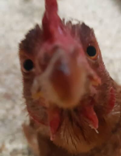 rescue chickens