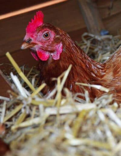 rehoming chickens