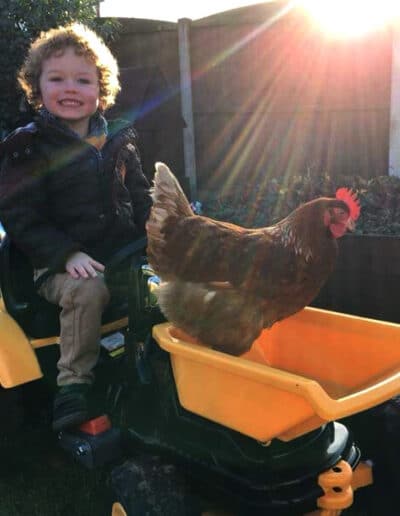 chicken rescue centres
