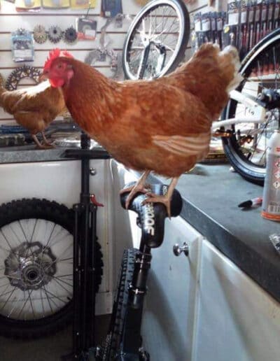 battery hen rescue