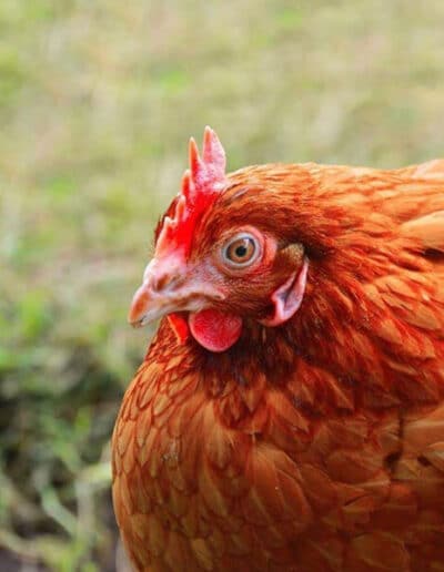 chickens for sale near me