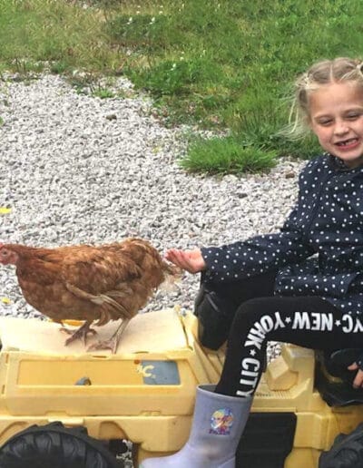 rehoming battery hens