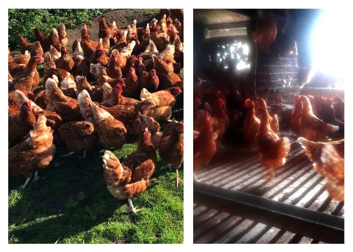 Lots of Hens to Re home