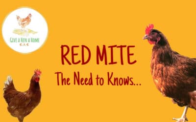 Red Mite – The Need to Knows…