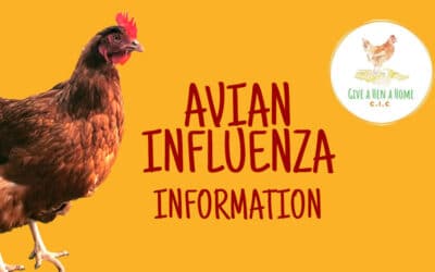 Information on Avian Influenza
